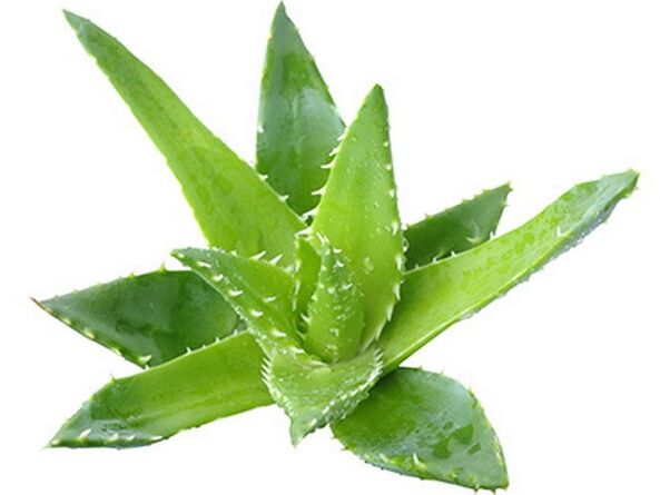 Gelarex contém extrato de aloe